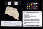 Foto (Objekt + Etikett) von Eodromites sp.  (NHMW-GEO-2017-0089-0036)